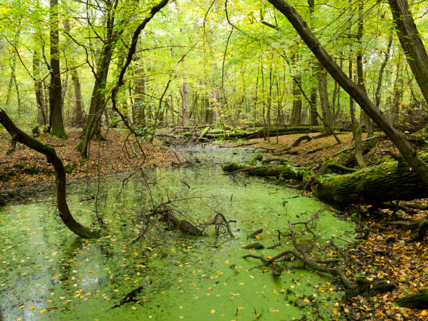 istock Autumn views in the woods 860236036