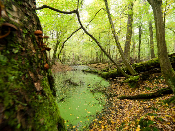 istock Autumn views in the woods 860236116