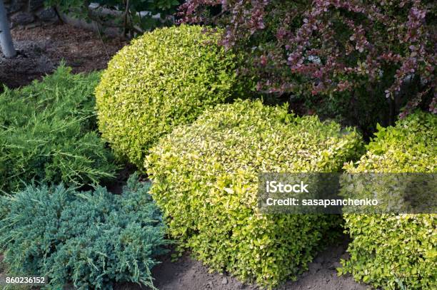 Diseño Del Paisaje Arbustos Bien Recortados En El Jardín Foto de stock y más banco de imágenes de Casa
