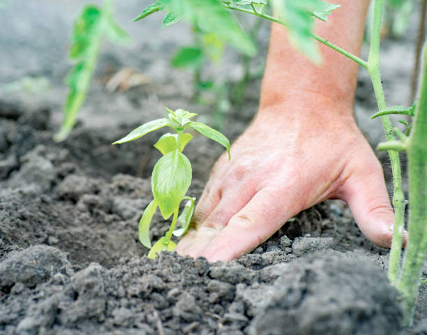 istock Farmer's hand planting young basil (Ocimum basilicum) into the soil 860236552