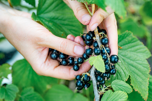 Farmer's hands collecting ripe blackcurrant from the bush