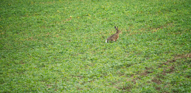 istock A hare eating crop on a farm field 860239208