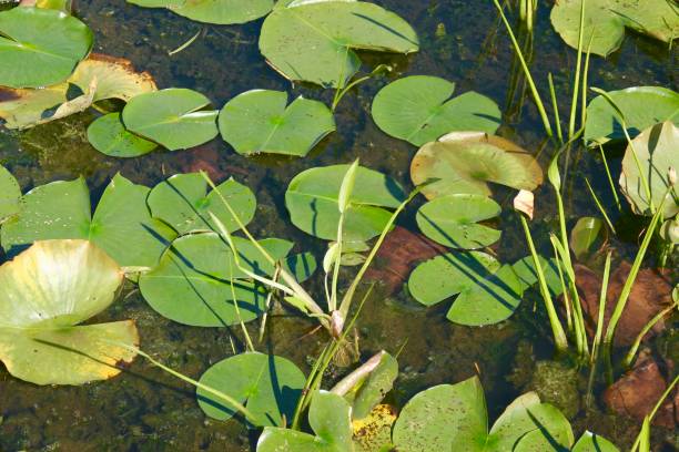 istock Seasons:  Water Lilies In Autumn 860239564