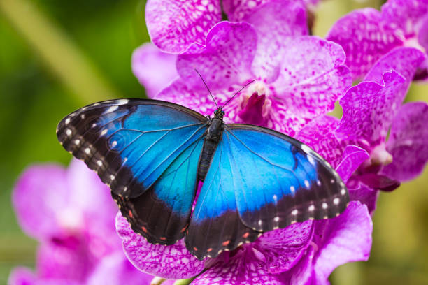 istock Blue morpho (morpho peleides) on green nature background 860240088