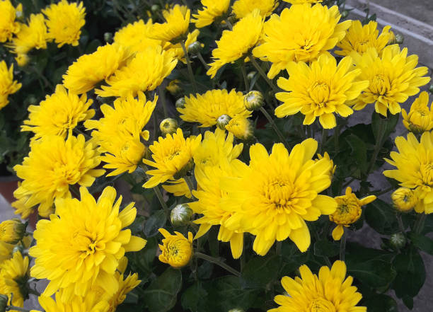 istock Yellow chrysanthemum flowers 860240234