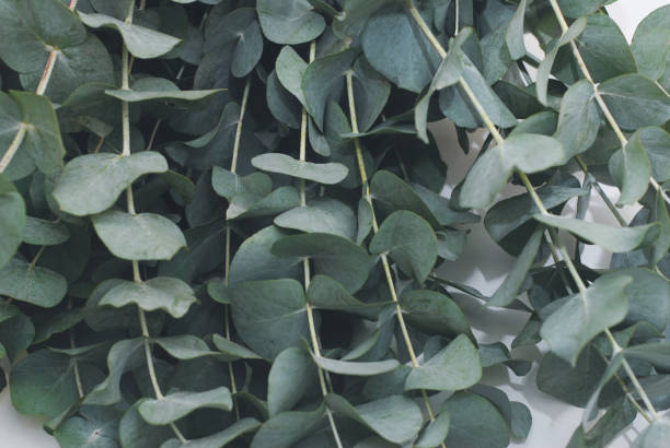 Eucalyptus baby blue leaves