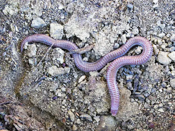 Photo of Closeup of a subterranean Iberian worm lizard / blindworm (blanus cinereus) in Portugal