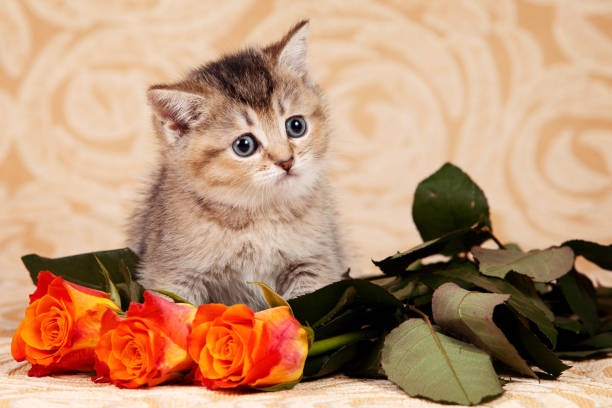 istock Striped kitten of British cat and orange roses (isolated on white) 860247806