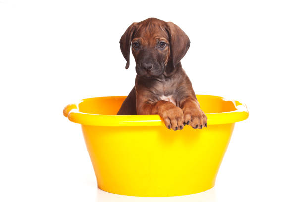 istock Red-haired puppy Ridgeback dog inside in a yellow basin (isolated on white) 860247840
