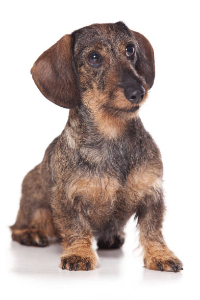 istock Puppy dog dachshund (isolated on white) 860247872
