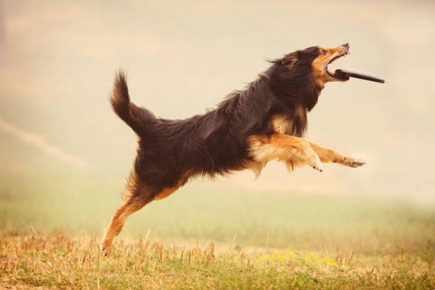 istock A shepherd dog runs after a frisbee in the field 860250136