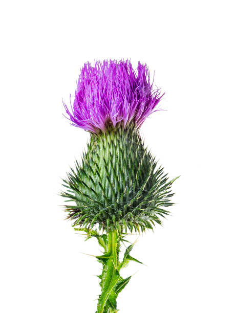 istock Milk Thistle Flower Medicine Herb Isolated on White 860250164