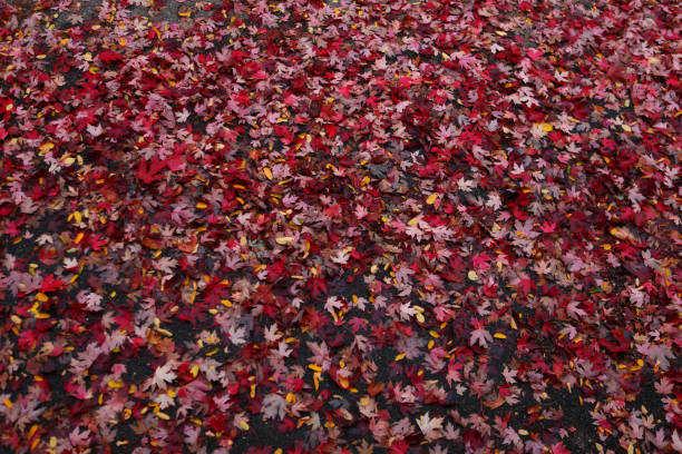 istock Red Leaves on an autumn forest floor 860250406