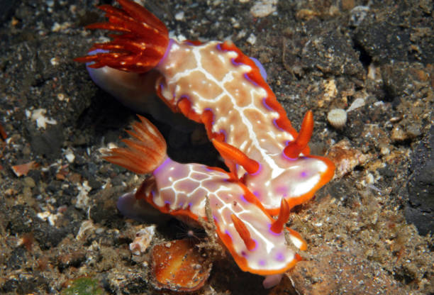 istock Hypselodoris Iacula Couple 860250592