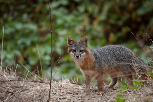 istock Island Fox in Channel Islands NP 860250626