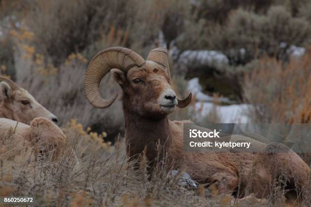 Bighorn Sheep Resting In The Bush Stock Photo - Download Image Now - Animal,  Animal Foot, Animal Wildlife - iStock