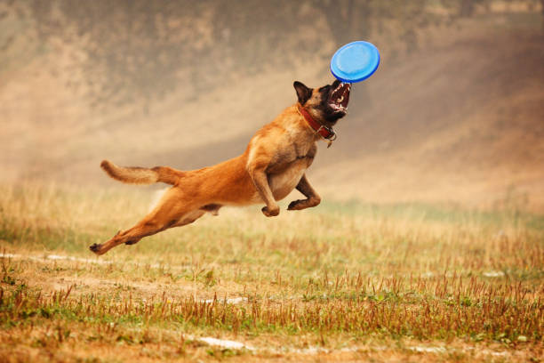 istock A shepherd dog runs after a frisbee in the field 860250902