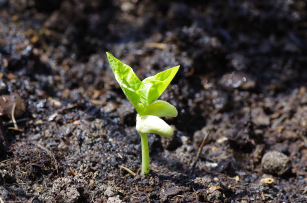 istock Bean plant in organic soil 860251122