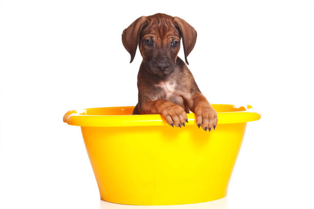 istock Red-haired puppy Ridgeback dog inside in a yellow basin (isolated on white) 860253618