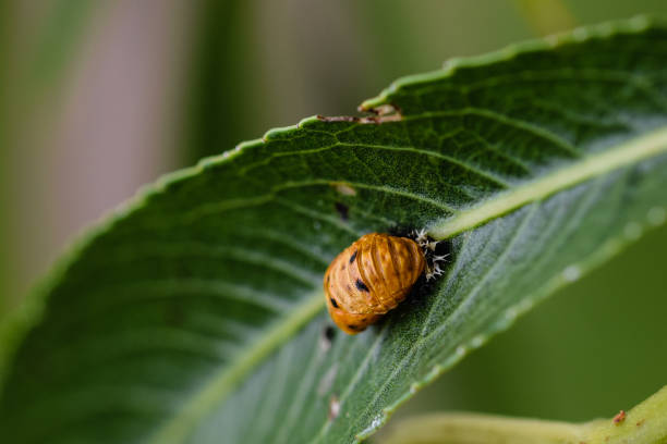 istock Harlequin ladybird larvae resting on a green leaf 860253656