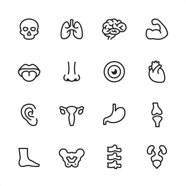 ilustraciones, imágenes clip art, dibujos animados e iconos de stock de anatomía humana - conjunto de iconos de contorno - ovary