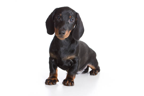 istock Cute dachshund puppy (isolated on white) 860254156