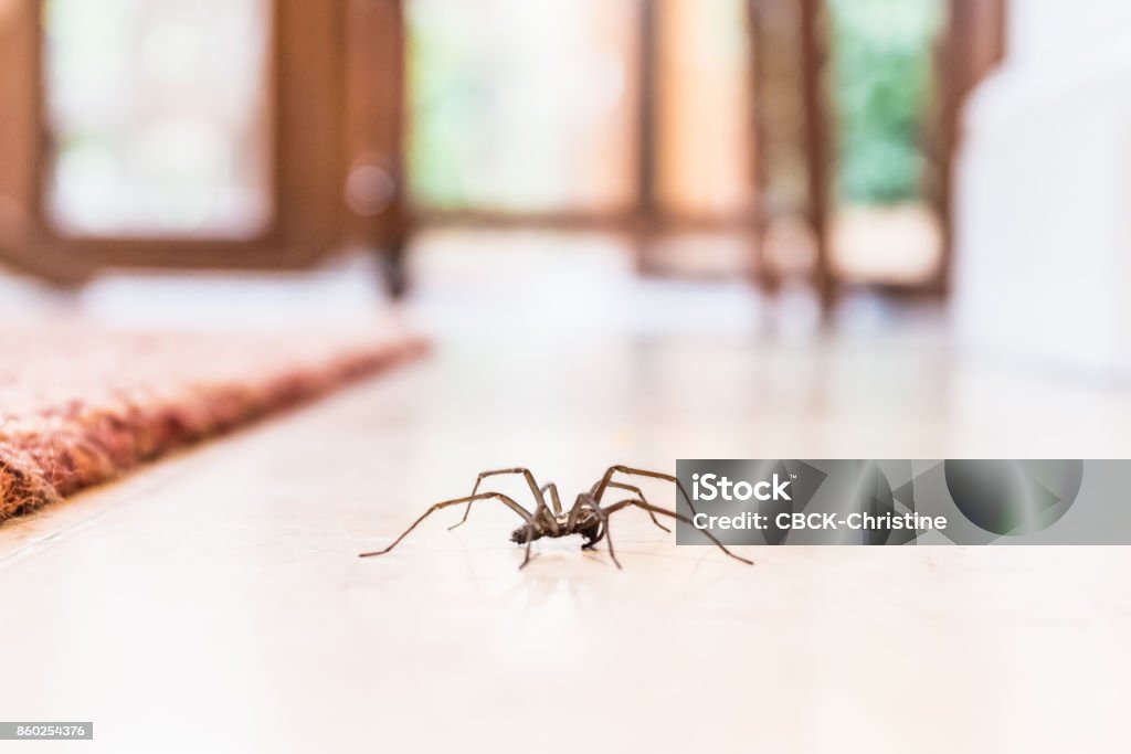 common house spider on the floor in a home common house spider on a smooth tile floor seen from ground level in a kitchen in a residential home Spider Stock Photo