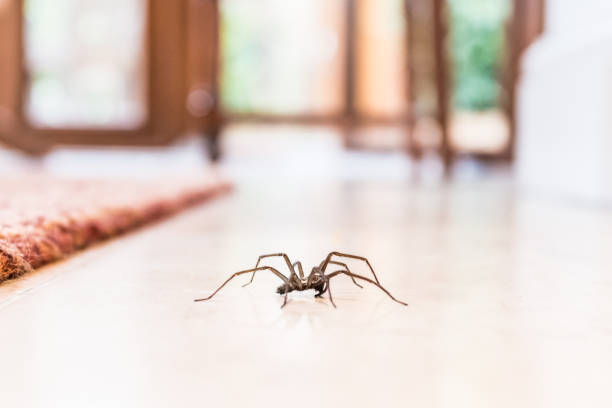 common house spider on the floor in a home common house spider on a smooth tile floor seen from ground level in a kitchen in a residential home spider photos stock pictures, royalty-free photos & images