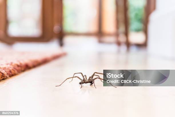 Common House Spider On The Floor In A Home Stock Photo - Download Image Now - Spider, House, Domestic Life