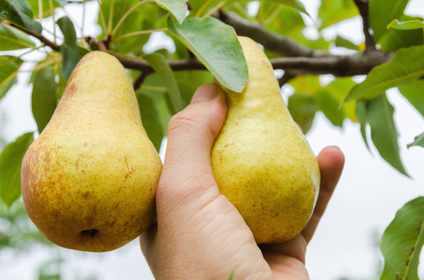 istock farmer hand collects a crop of pears from a tree 860255166