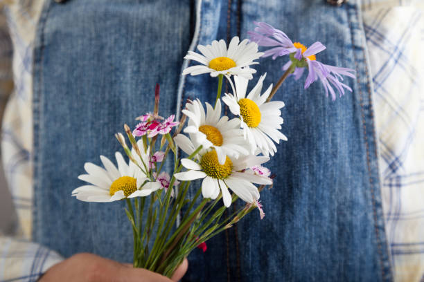 istock Chamomile in woman hands on summer jeans trousers background 860255202