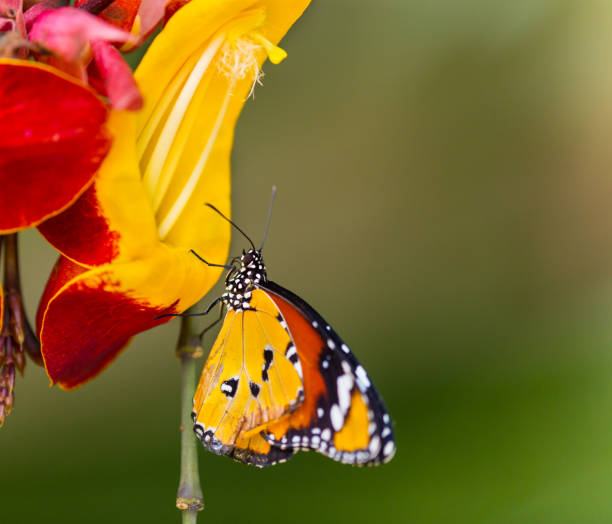 Beautiful Plain Tiger butterfly (Danaus chrysippus) perching on flower Beautiful Plain Tiger butterfly (Danaus chrysippus) perching on thumbergia mysorensis flower. Close-up. red routine land insects stock pictures, royalty-free photos & images