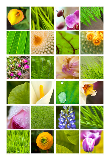 Flowers and leaves