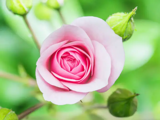 Close-up Photo of Pink Rose Flower on Natural Background