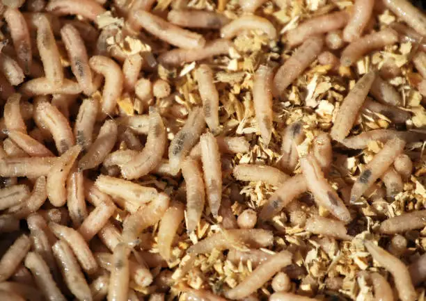 Photo of Worms