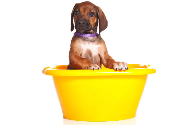 istock Red-haired puppy Ridgeback dog inside in a yellow basin (isolated on white) 860256036