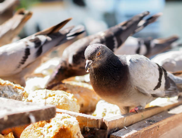 istock doves eating in the park 860260278