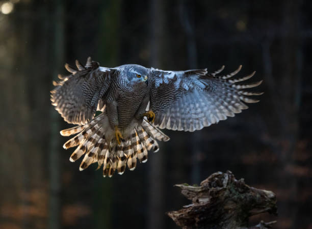 istock Flying bird Goshawk with blurred orange autumn tree forest 860261316