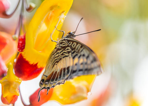 Beautiful Charaxes castor castor perching on orchid flower Beautiful Charaxes castor castor perching on orchid flower. Close-up. red routine land insects stock pictures, royalty-free photos & images