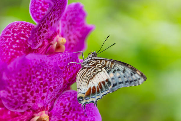 Beautiful Charaxes castor castor perching on orchid flower Beautiful Charaxes castor castor perching on orchid flower. Close-up. red routine land insects stock pictures, royalty-free photos & images