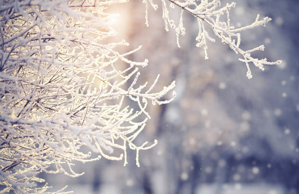 istock Branches in hoarfrost and snow in the winter 860267478