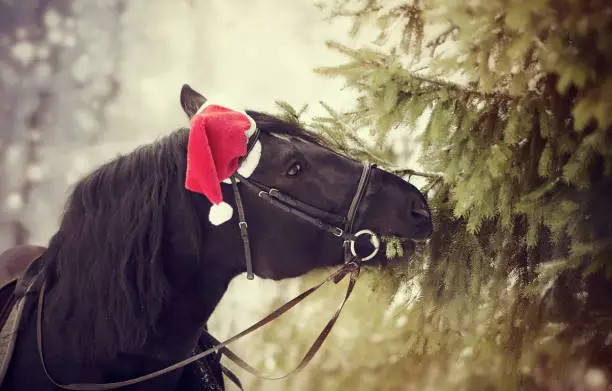 Black horse in a red Santa Claus hat eats fir-tree branches
