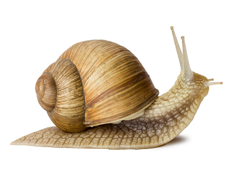 Close-Up Of Shell Clam Against White Background.