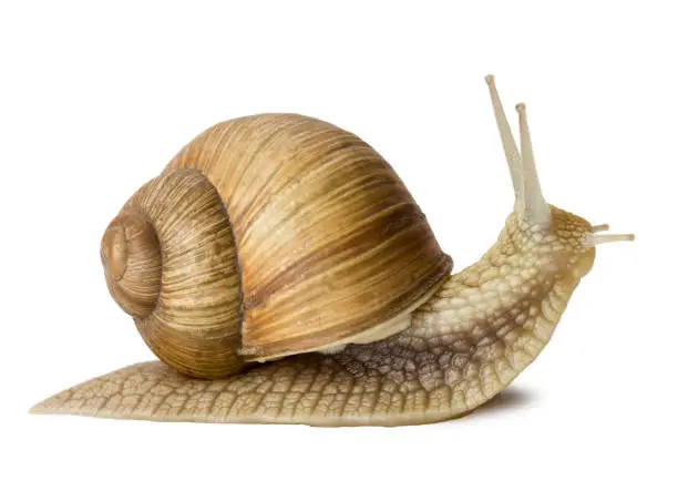 Garden snail isolated on white.