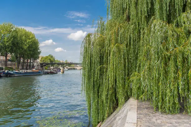 Photo of Paris, view of the Seine, the quay in springtime