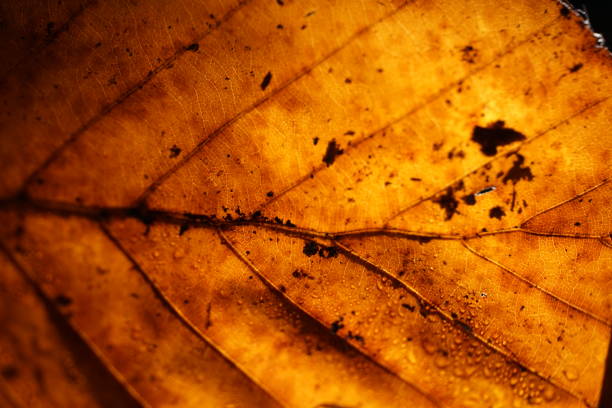 istock Leaf of the European beech Fagus sylvatica 860271940