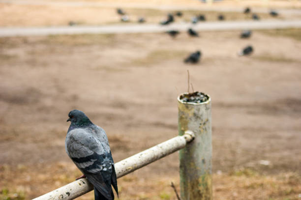 Single lonely pigeon stock photo