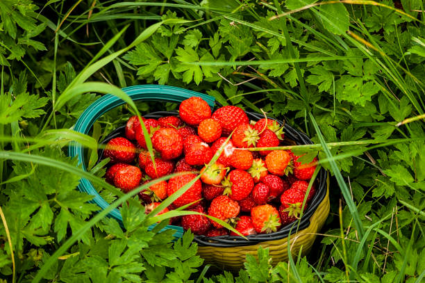 Strawberry in a basket stock photo