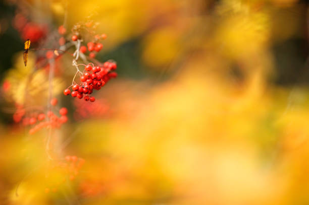 Autumn park with red fallen leaves