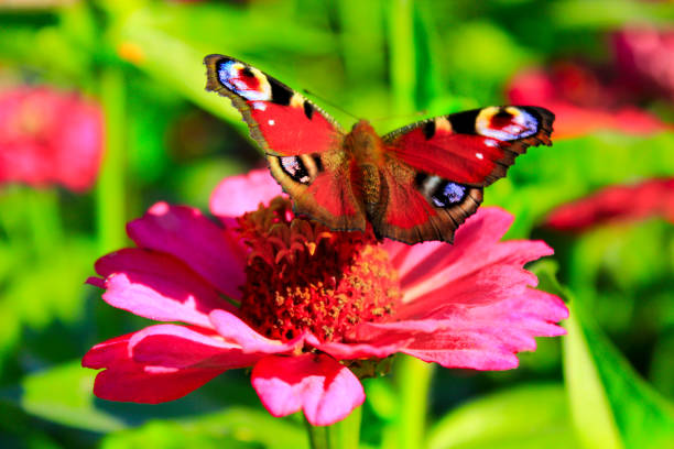 istock butterfly peacock eye on the zinnia 860274640